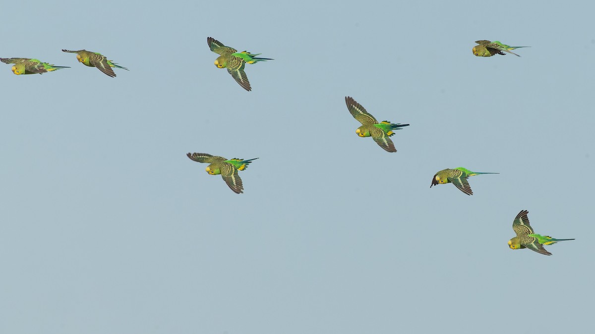 Budgerigar - David Newell