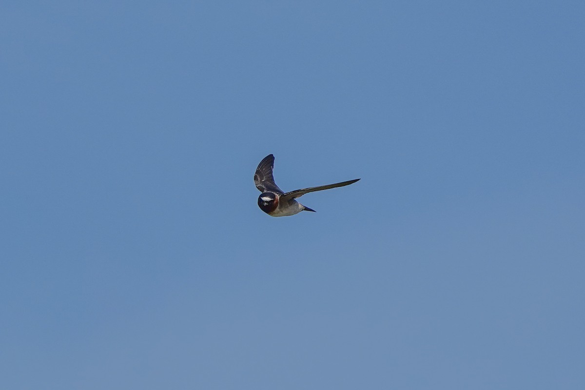 Cliff Swallow - ML620870036