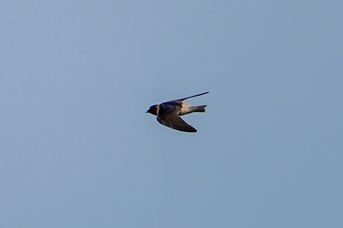 Cliff Swallow - ML620870037