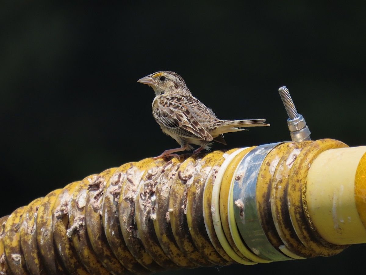 Grasshopper Sparrow - D Woolverton