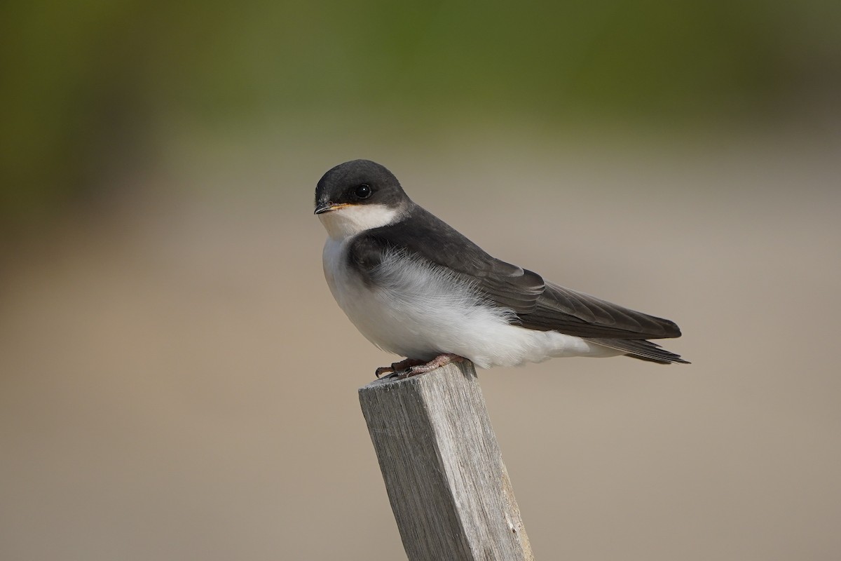 Golondrina Bicolor - ML620870040