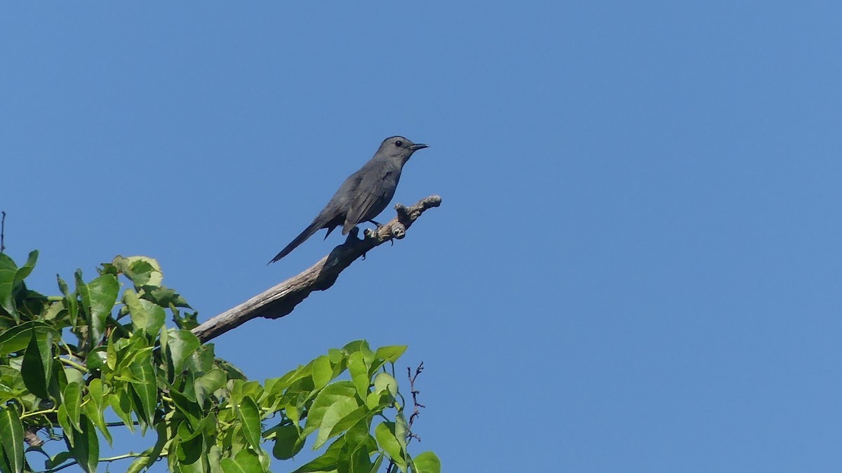 Gray Catbird - ML620870041