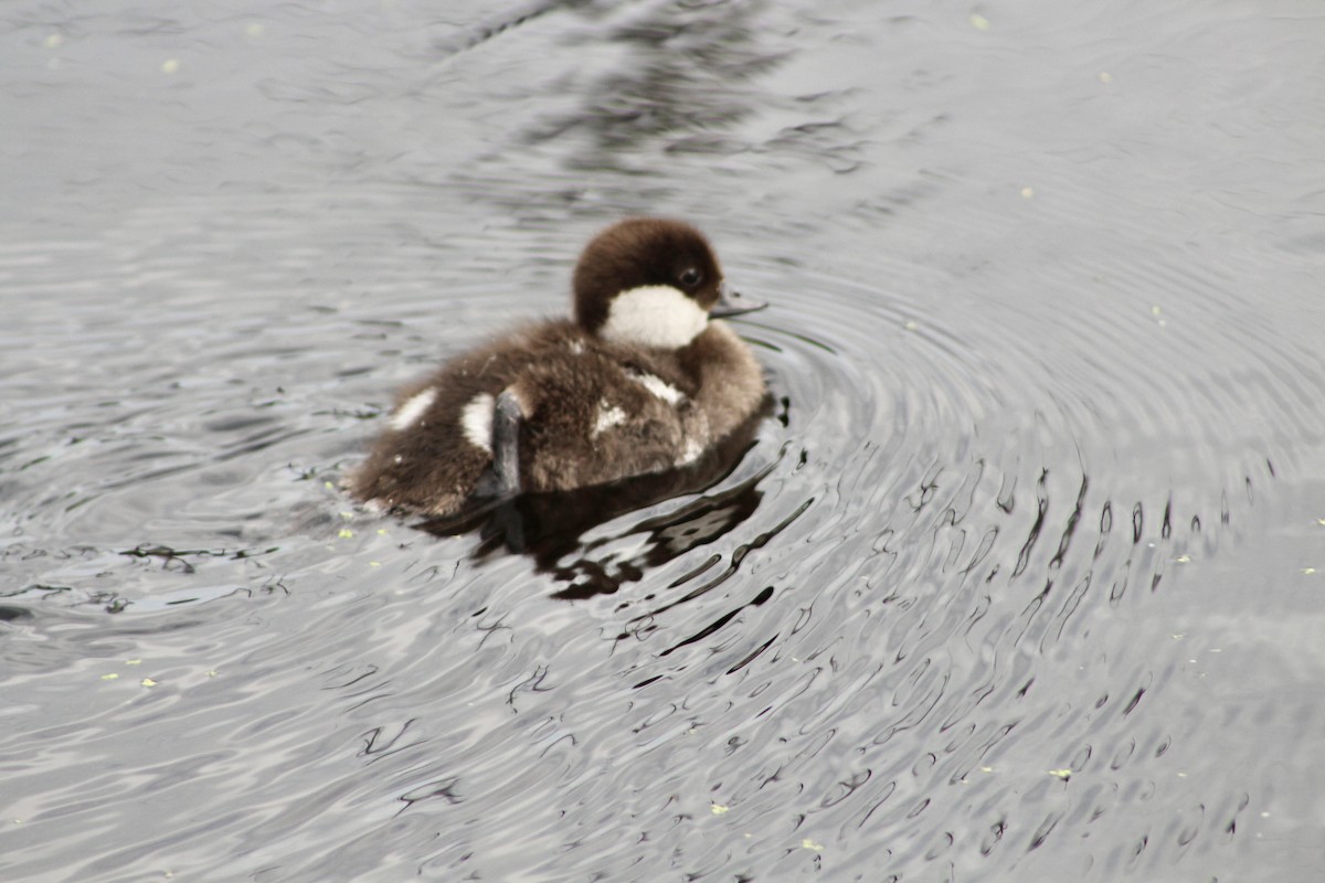 Common Goldeneye - ML620870052