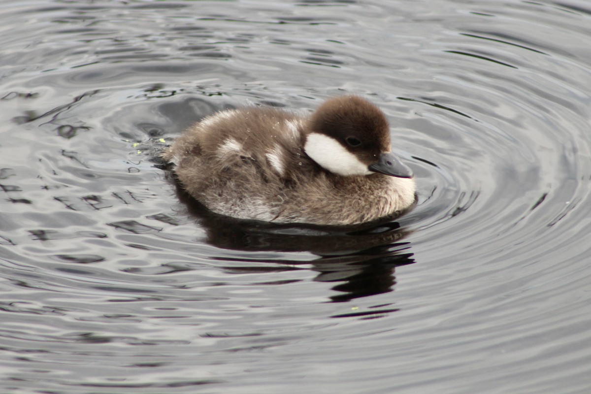 Common Goldeneye - ML620870054