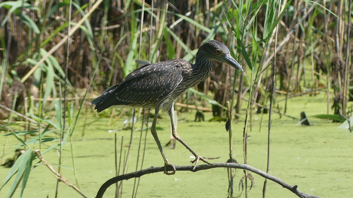 Yellow-crowned Night Heron - ML620870058