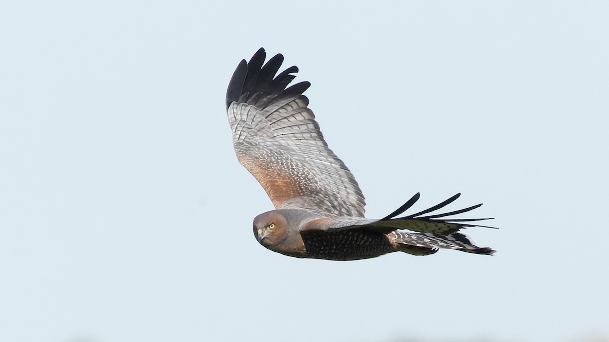 Spotted Harrier - ML620870059