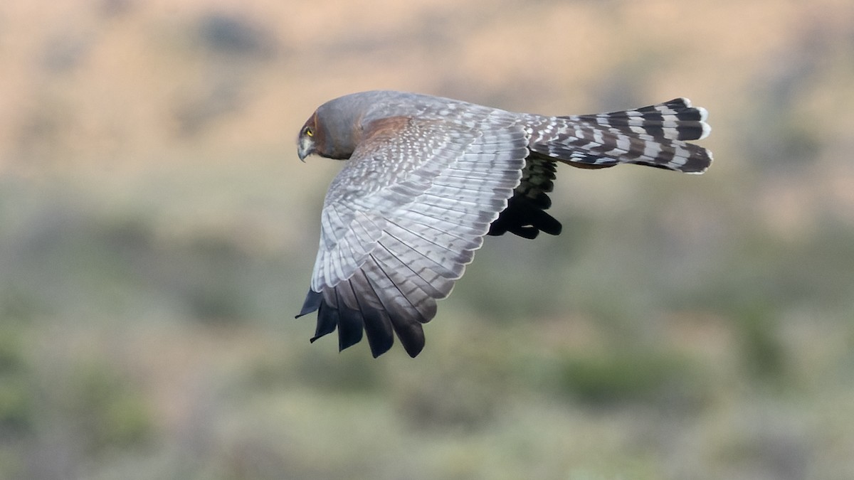 Spotted Harrier - David Newell