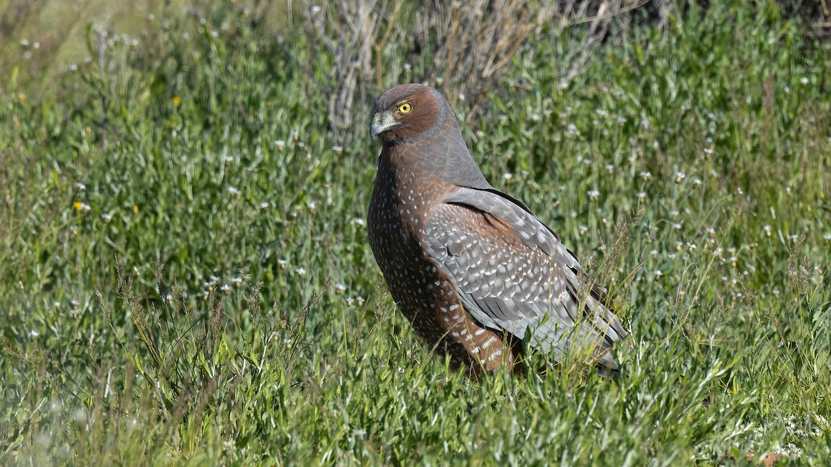 Spotted Harrier - ML620870061