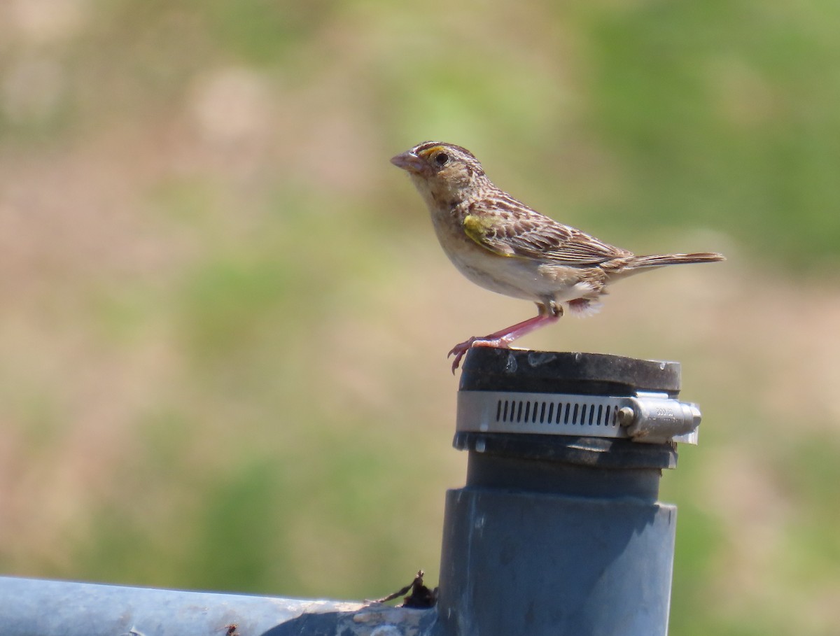 Grasshopper Sparrow - ML620870067