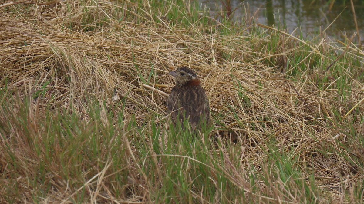 Chestnut-collared Longspur - Ann Kovich