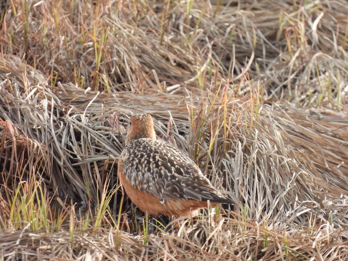 Bar-tailed Godwit - ML620870072