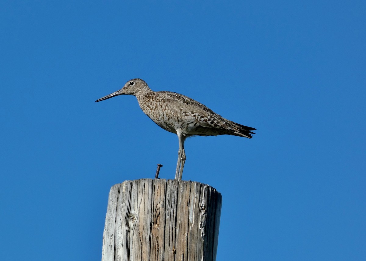 Willet - ML620870081