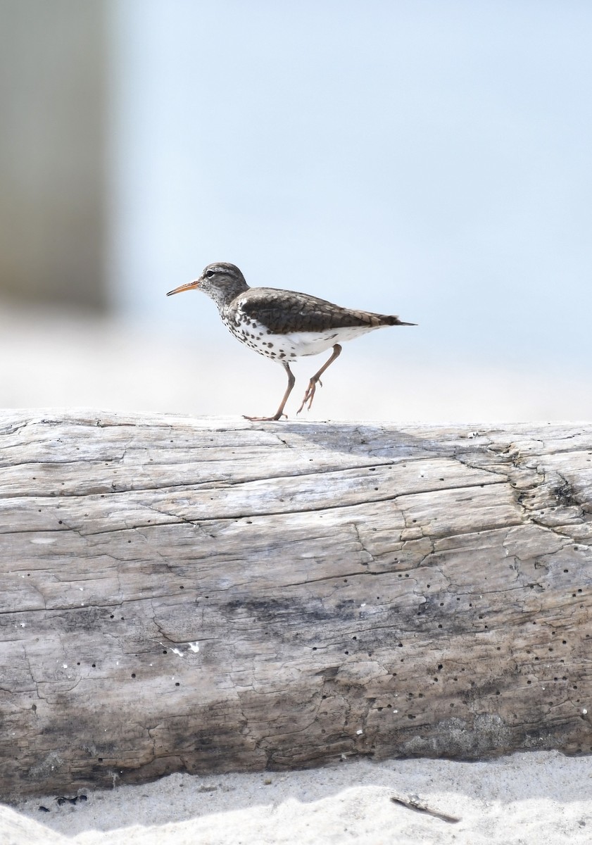 Spotted Sandpiper - ML620870084