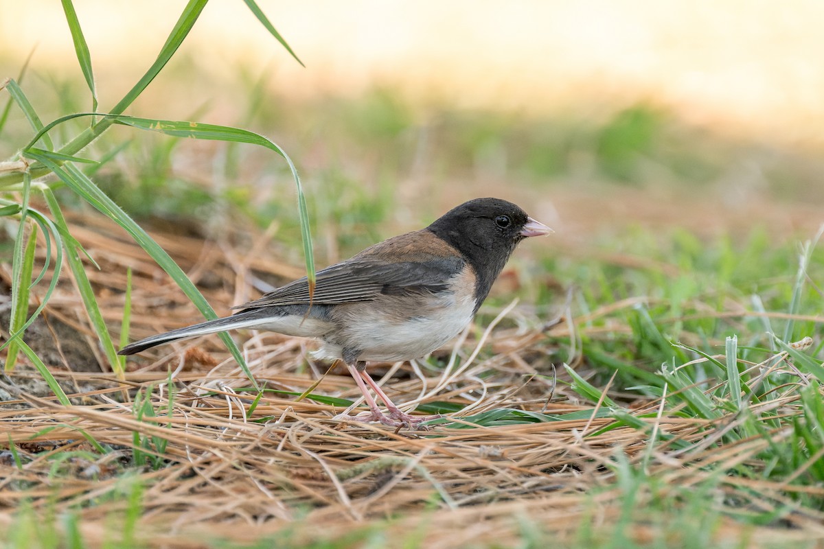 Dark-eyed Junco - ML620870099