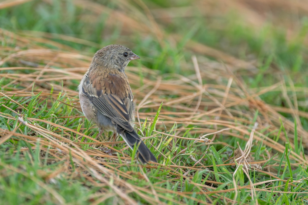 Dark-eyed Junco - Ruslan Balagansky