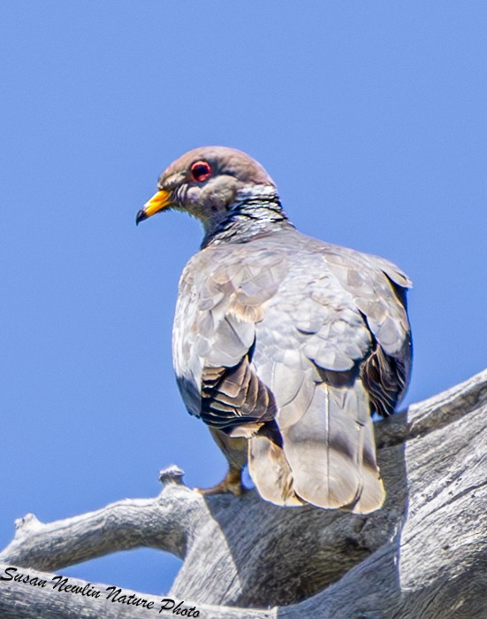 Band-tailed Pigeon - ML620870106