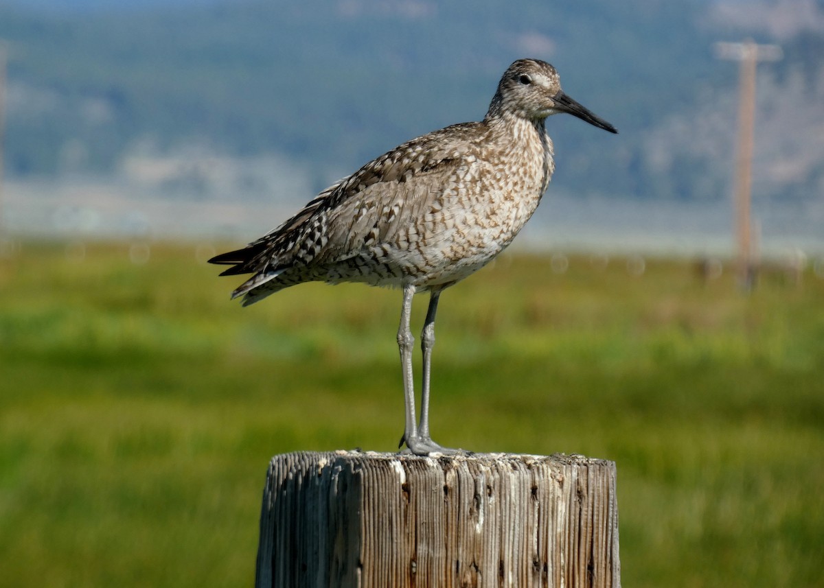 Willet - ML620870113