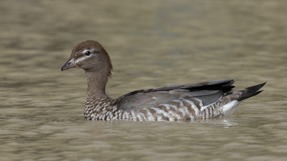 Pato de Crin - ML620870122