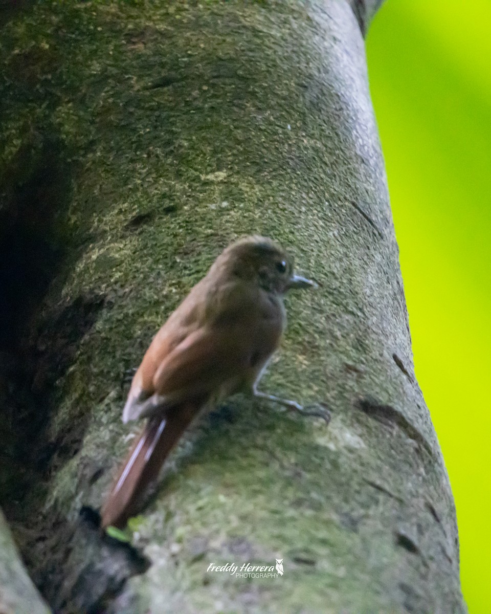 Wedge-billed Woodcreeper - Freddy Herrera