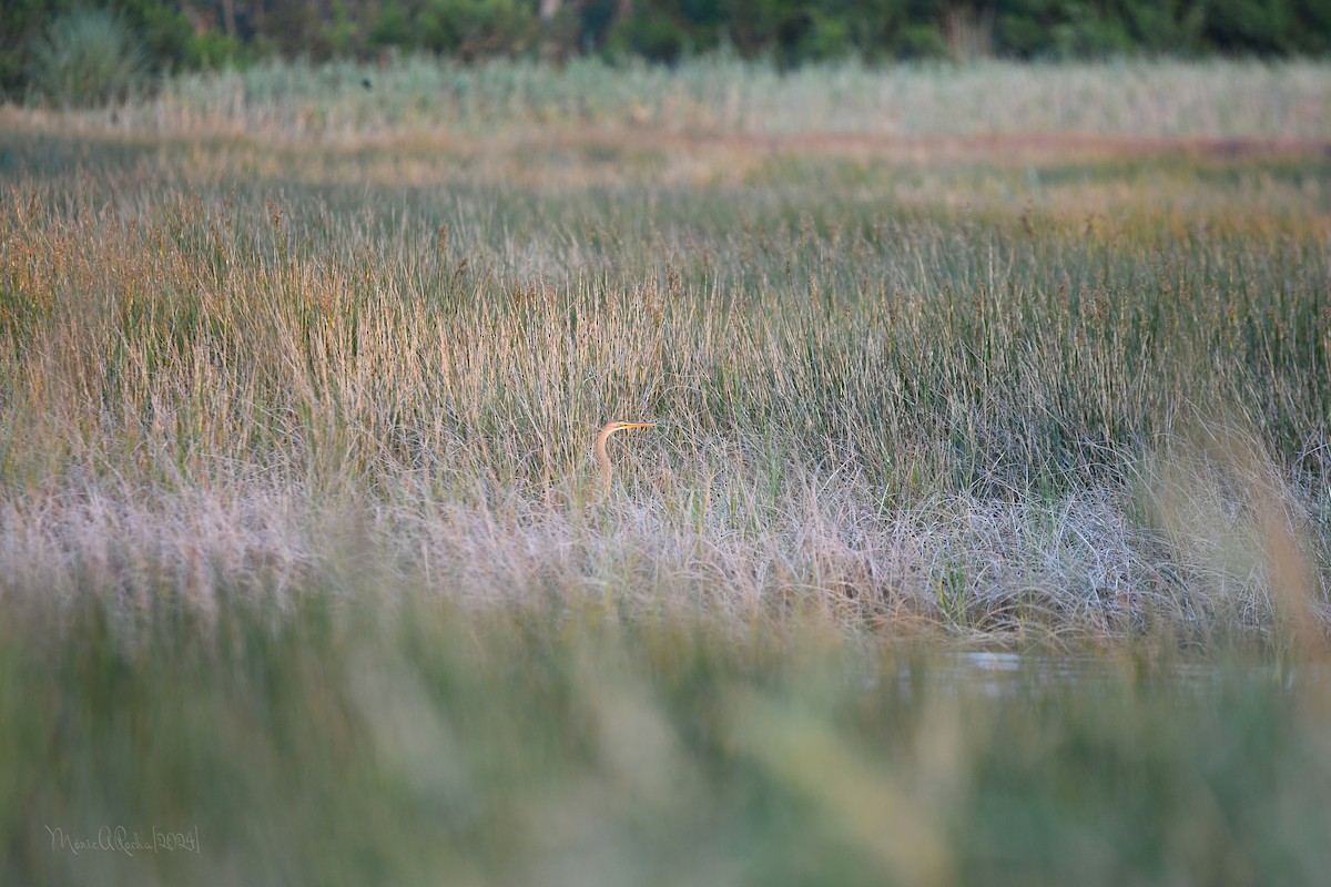 Purple Heron - ML620870135