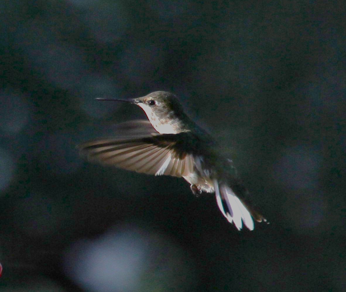Anna's Hummingbird - ML620870142