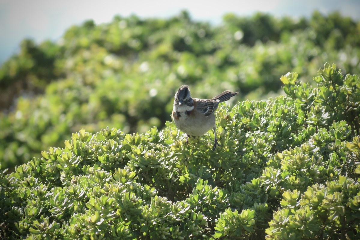 Rufous-collared Sparrow - ML620870155