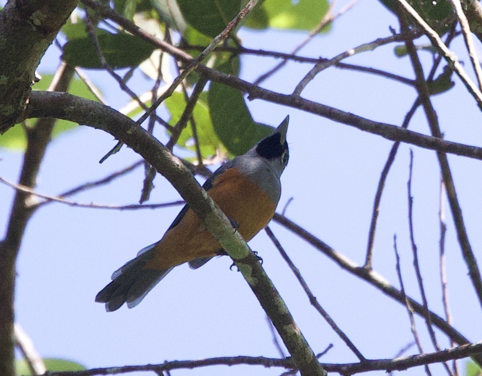 Black-faced Monarch - ML620870162