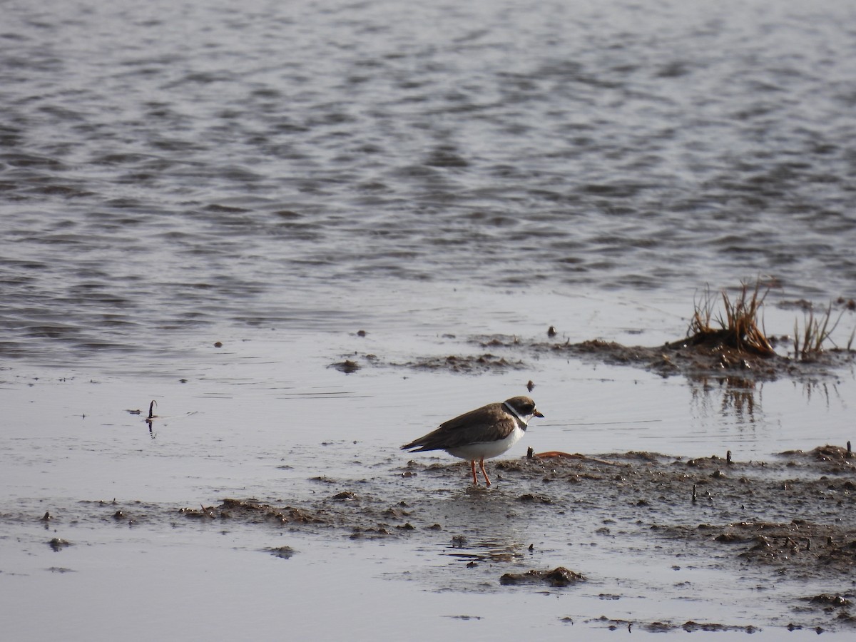 Semipalmated Plover - ML620870163