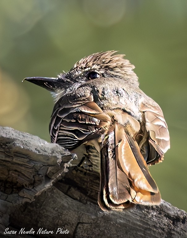 Ash-throated Flycatcher - ML620870170