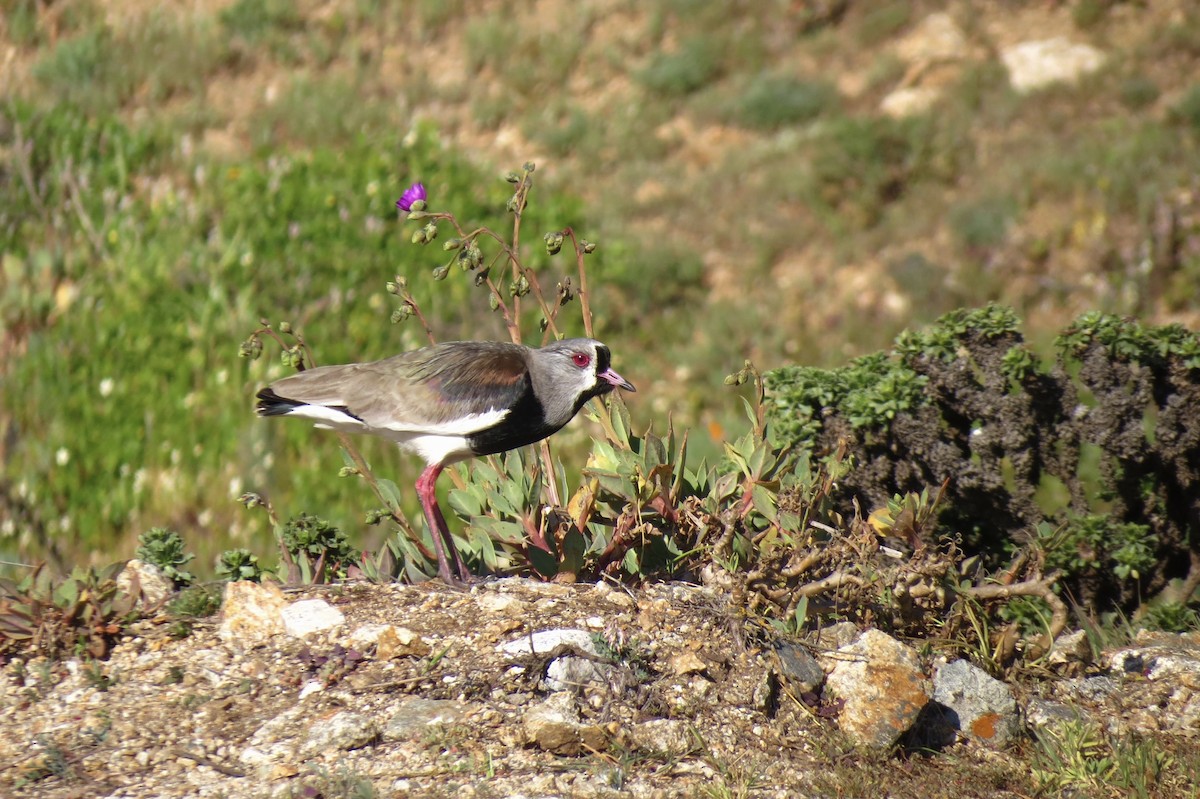 Southern Lapwing - ML620870171