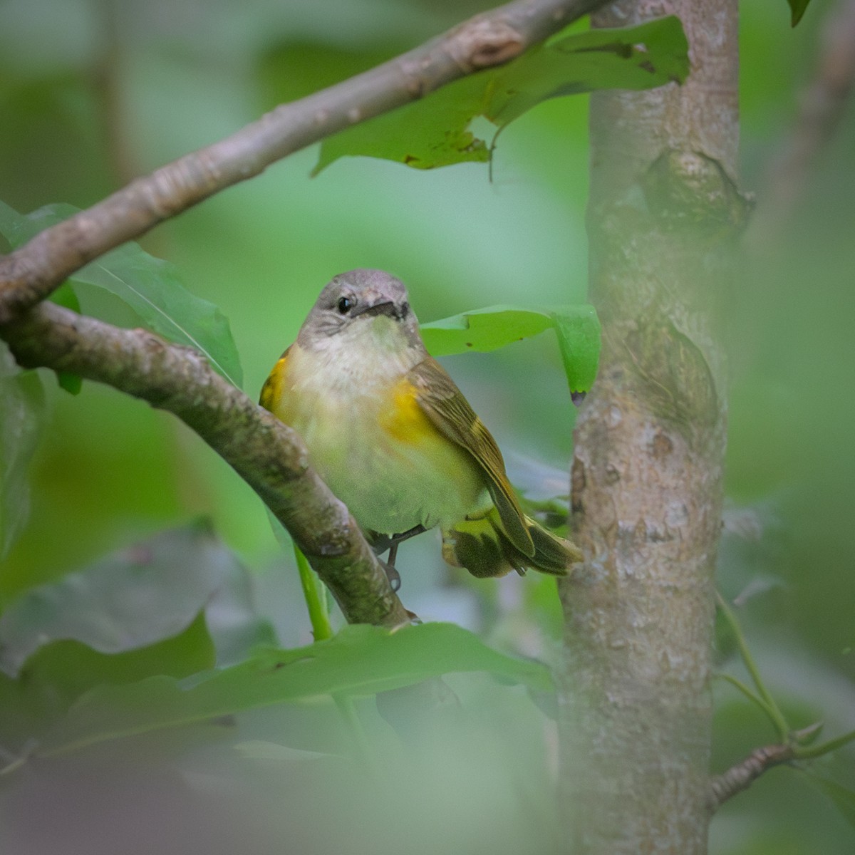American Redstart - ML620870172