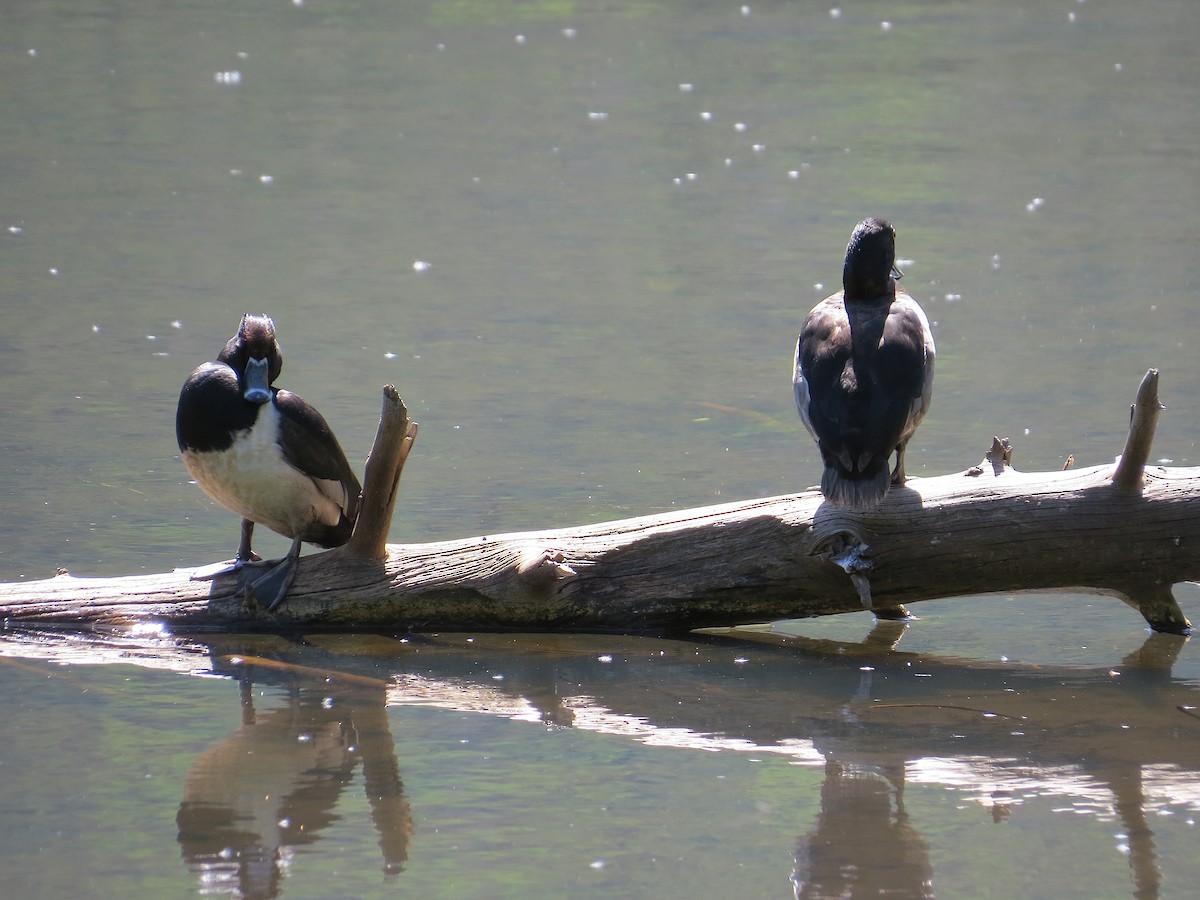 Ring-necked Duck - ML620870178