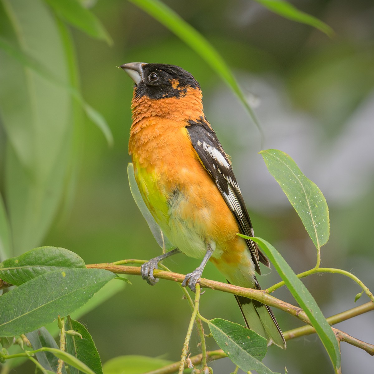 Black-headed Grosbeak - ML620870179