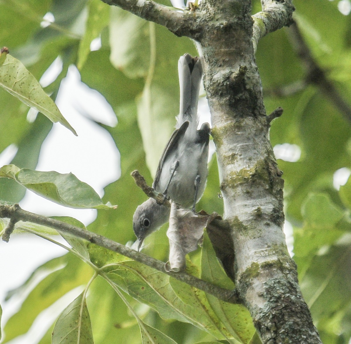 Blue-gray Gnatcatcher - ML620870181