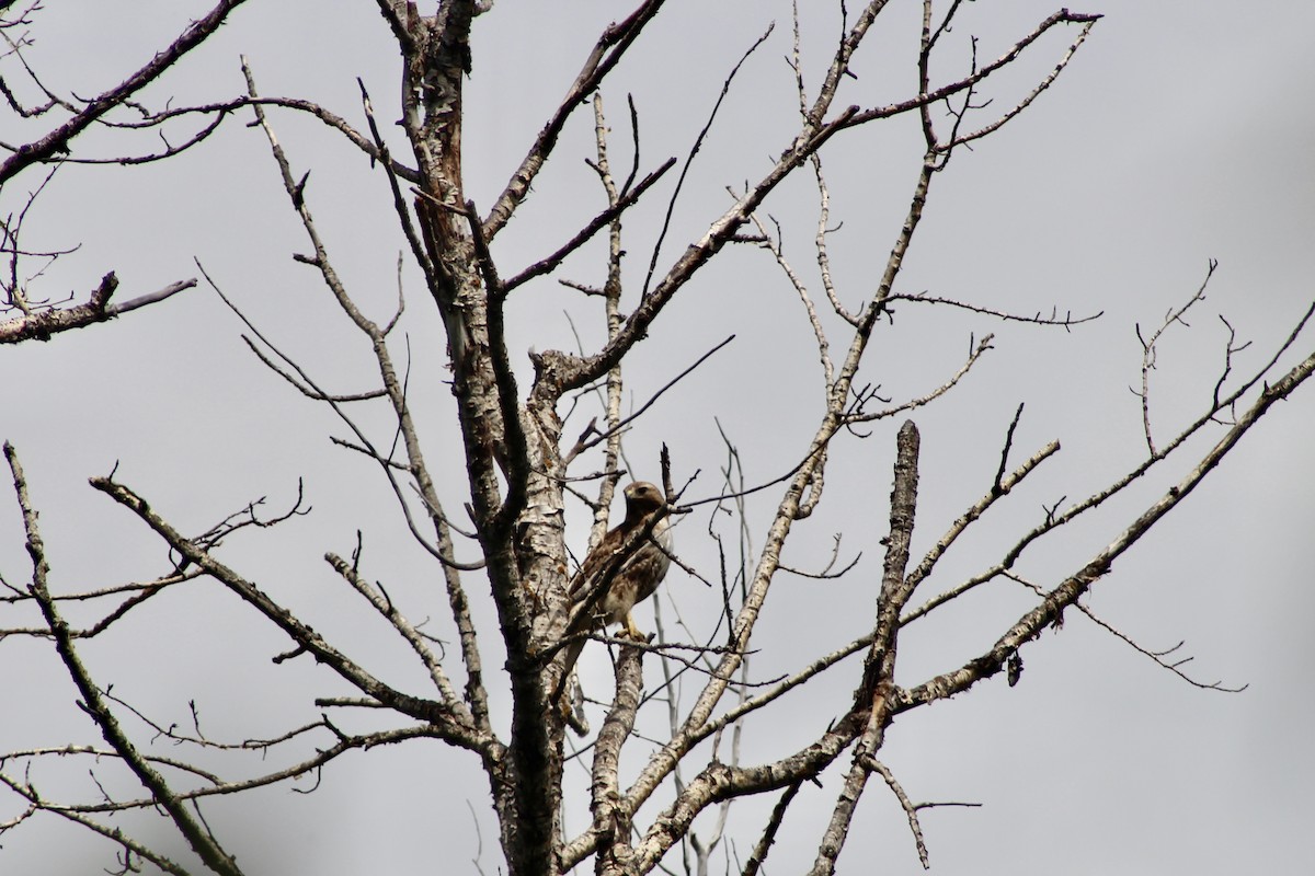 Red-tailed Hawk - ML620870191