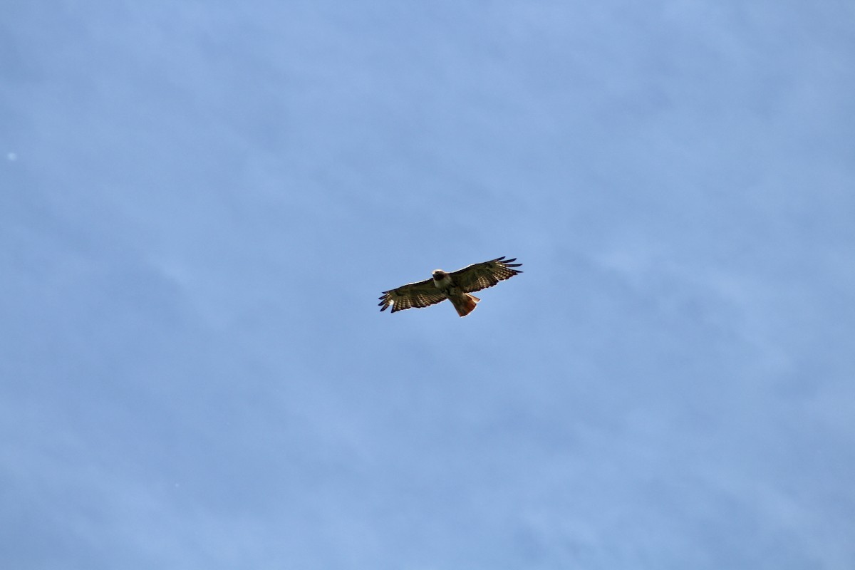 Red-tailed Hawk - ML620870193