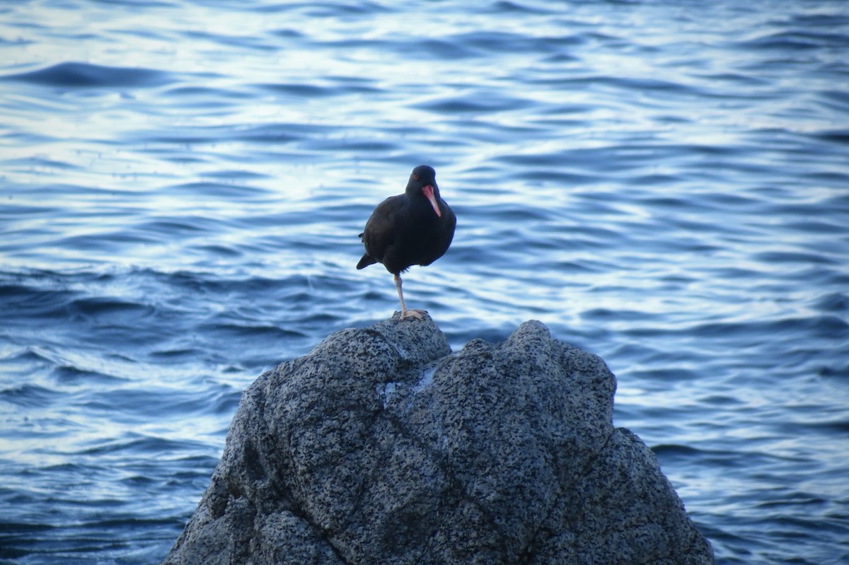 Blackish Oystercatcher - ML620870196