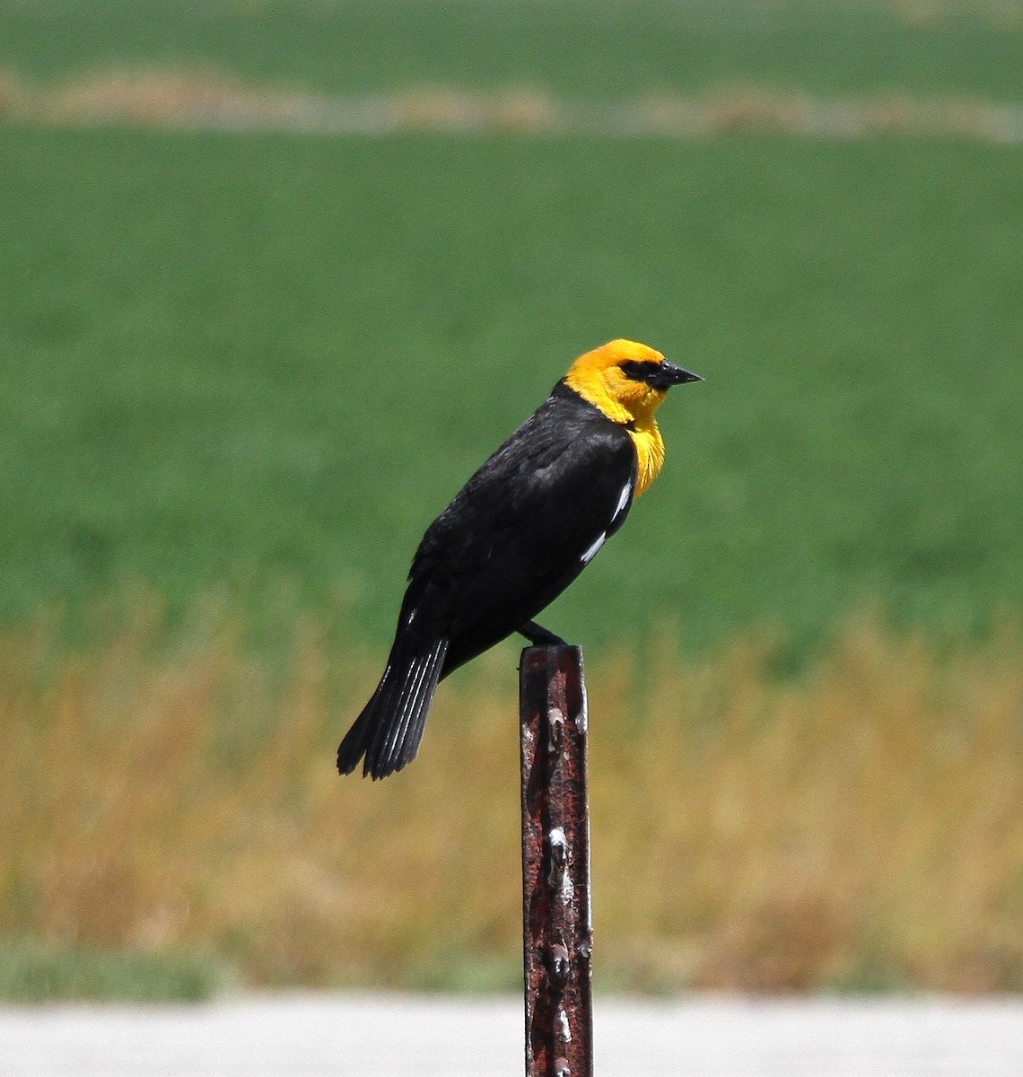Yellow-headed Blackbird - ML620870198