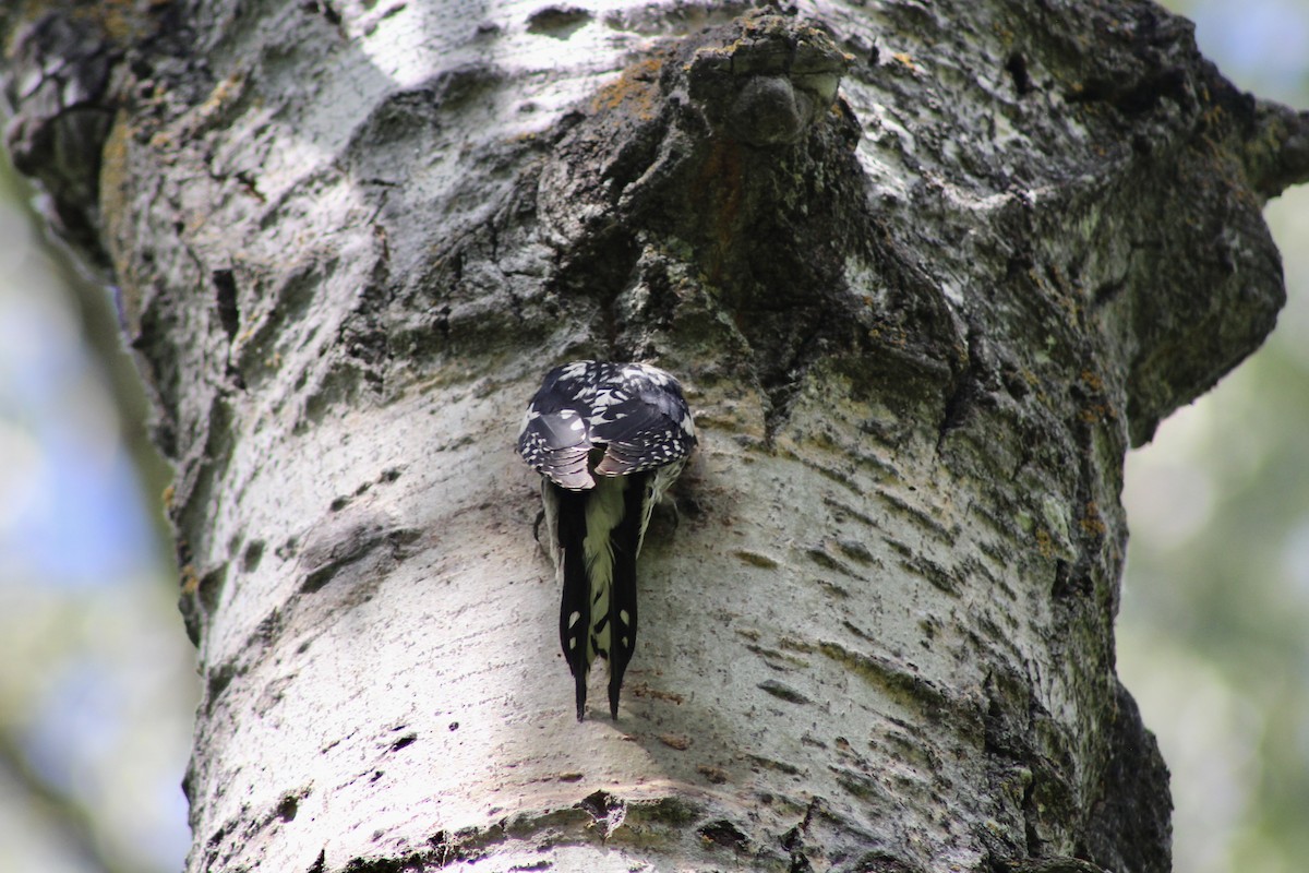 Yellow-bellied Sapsucker - ML620870206