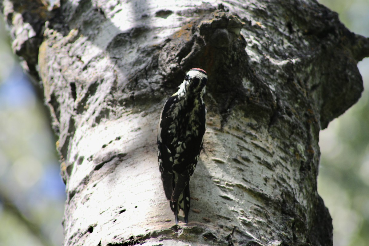 Yellow-bellied Sapsucker - Anne R.