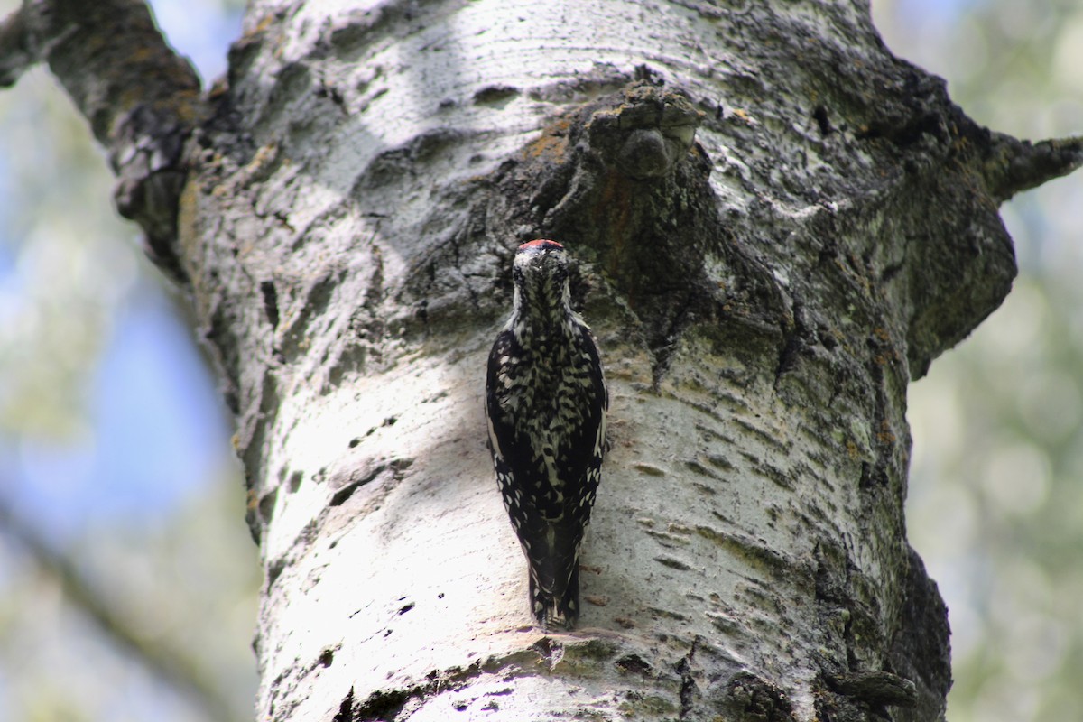 Yellow-bellied Sapsucker - ML620870208