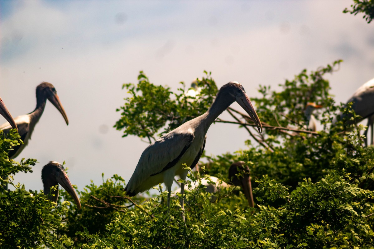 Wood Stork - Manuel de Jesus Hernandez Ancheita