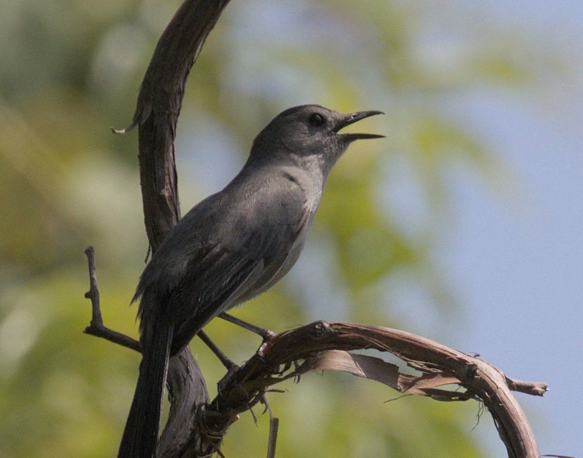 Gray Catbird - ML620870212