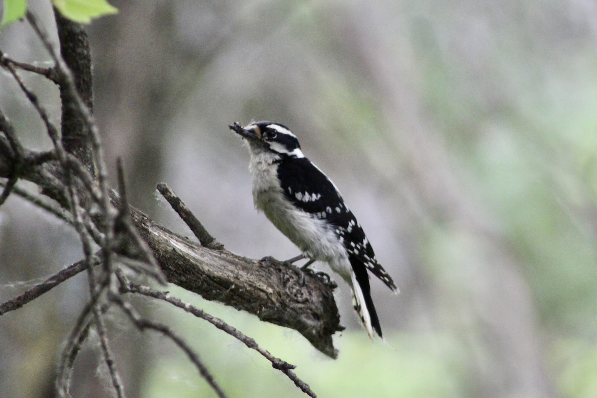 Downy Woodpecker (Eastern) - ML620870216