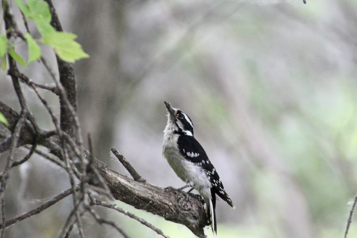Downy Woodpecker (Eastern) - ML620870217