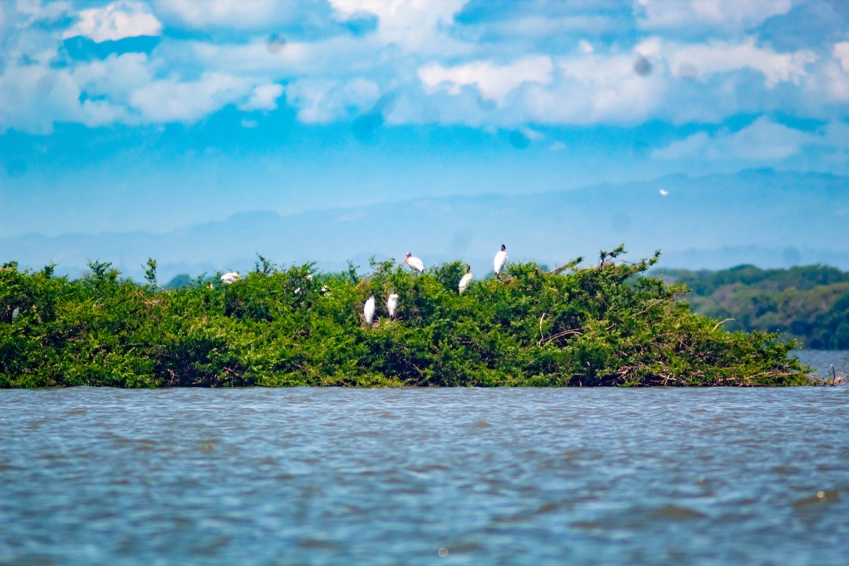 Wood Stork - Manuel de Jesus Hernandez Ancheita