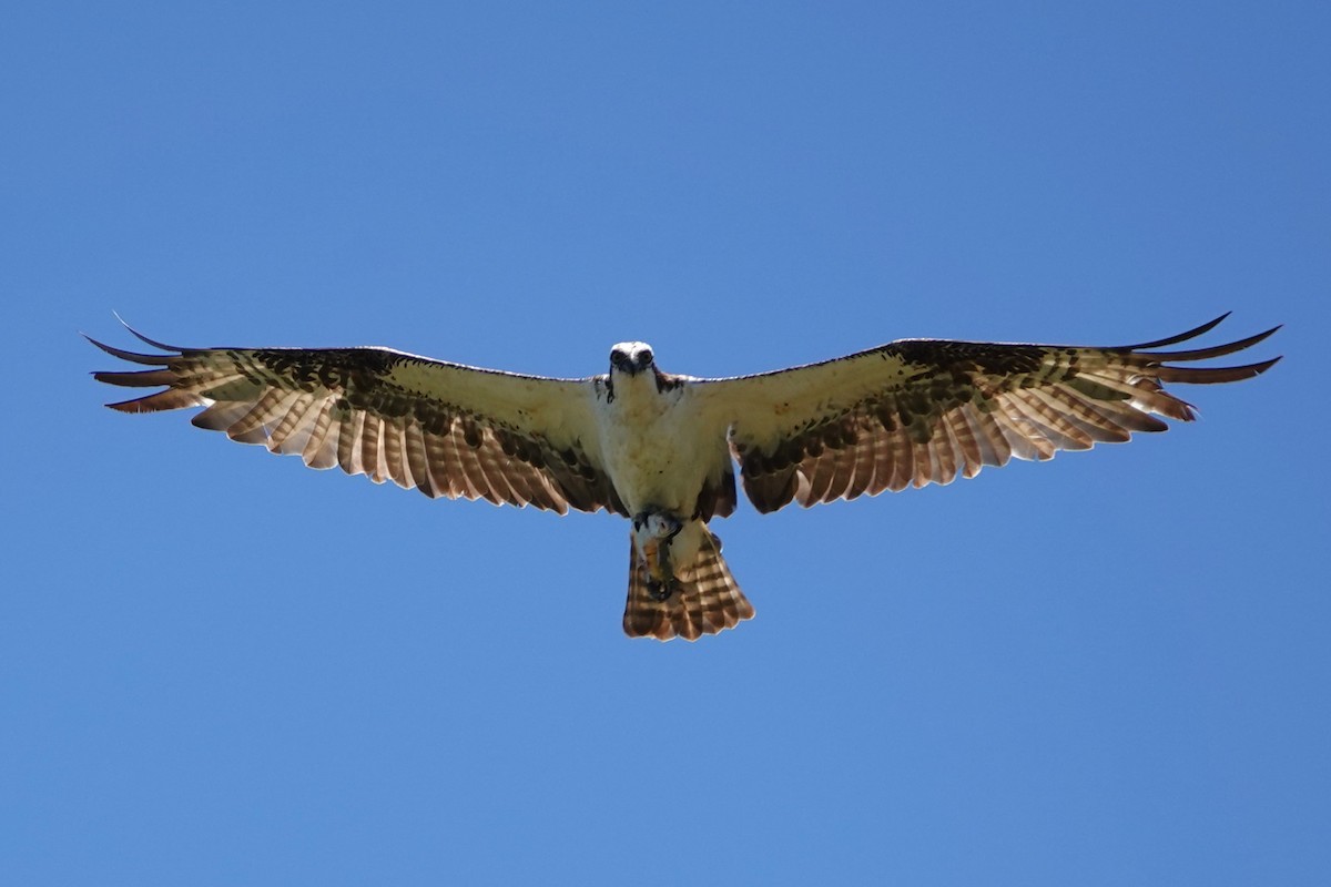 Osprey - ML620870223