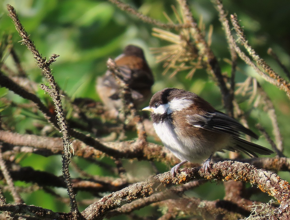 Chestnut-backed Chickadee - ML620870228