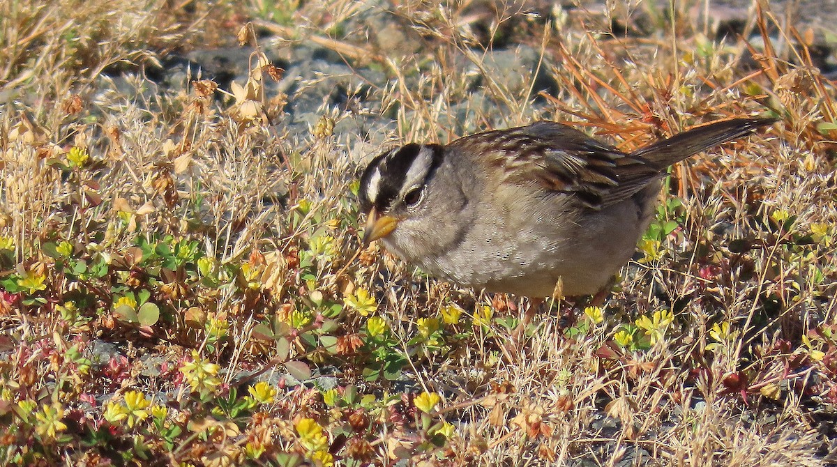 White-crowned Sparrow (Yellow-billed) - ML620870237