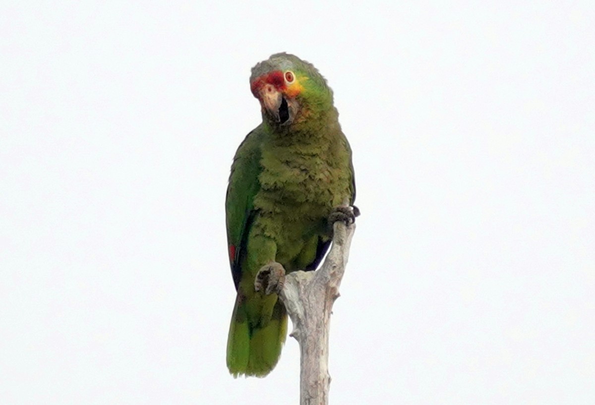 Red-lored Parrot - ML620870238